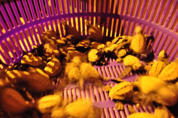 Tartaruguas recém-nascidas e recolhidas na Reserva del Flor, em San Juan del Sur, na Nicarágua